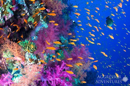 Red Sea Aggressor II Soft Coral Anthias